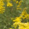 Solidago canadensis, flowers