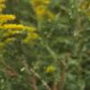 Solidago canadensis, flowers
