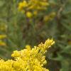 Solidago canadensis, flowers