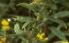 Solidago canadensis, flowers