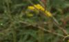 Solidago canadensis, flowers