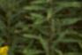 Solidago canadensis, flowers