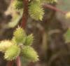 Xanthium strumarium, fruit