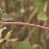 Xanthium strumarium, fruit