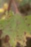 Xanthium strumarium, fruit