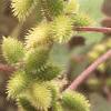 Xanthium strumarium, fruit