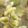 Xanthium strumarium, fruit
