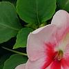 Impatiens 'Impreza Cherry Splash', flowers