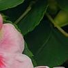 Impatiens 'Impreza Cherry Splash', flowers