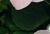 Impatiens 'Impreza Cherry Splash', flowers