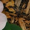 Impatiens 'Impreza Cherry Splash', flowers