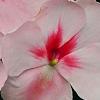Impatiens 'Impreza Cherry Splash', flowers