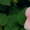 Impatiens 'Impreza Cherry Splash', flowers