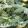 Impatiens pallida