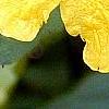 Impatiens pallida