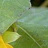 Impatiens pallida