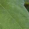 Impatiens pallida