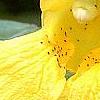 Impatiens pallida