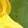Impatiens pallida