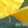 Impatiens pallida