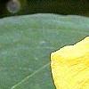 Impatiens pallida