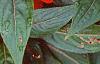 Impatiens platypeltatum 'Ovation Red'