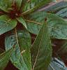 Impatiens platypeltatum 'Ovation Red'