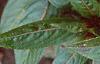 Impatiens platypeltatum 'Ovation Red'