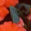 Impatiens platypeltatum 'Ovation Salmon', flowers