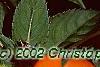 Impatiens platypeltatum 'Tango'