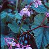 Begonia grandis, habit