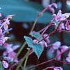 Begonia grandis, habit