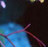 Begonia grandis