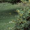 Berberis koreana