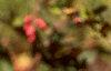 Berberis koreana, fruit