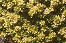 Berberis thunbergii 'Bogozam'