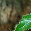 Mahonia aquifolium