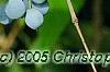Mahonia aquifolium