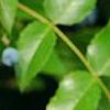 Mahonia aquifolium