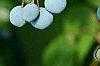 Mahonia aquifolium