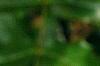 Mahonia aquifolium