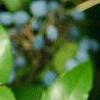 Mahonia aquifolium