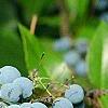 Mahonia aquifolium