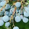 Mahonia aquifolium