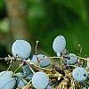 Mahonia aquifolium