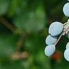 Mahonia aquifolium
