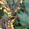 Mahonia bealei, leaves