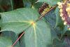 Mahonia bealei, leaves