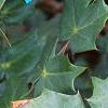 Mahonia bealei, leaves