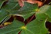 Mahonia bealei, flowers